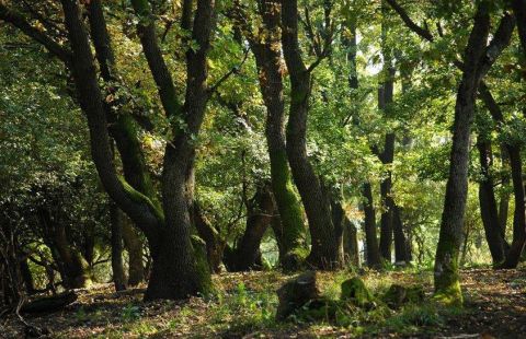 Eladó Mezőgazdasági 9400 Sopron befektetésre erdőterület a Présház dűlőben (a Nemeskúti u. folytatása/Balf-F.rákos közt)