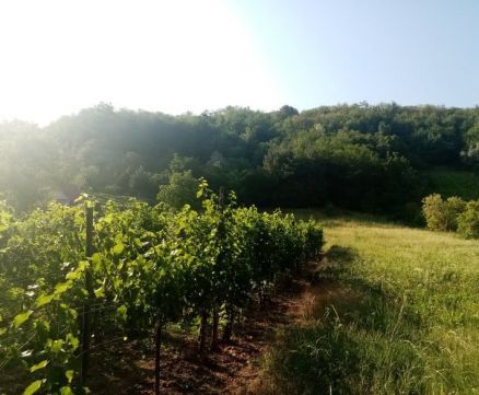 Eladó Telek 3910 Tokaj , Csurgó