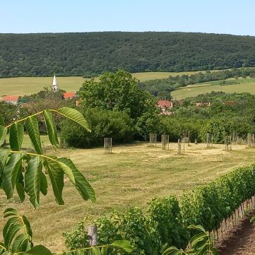 Eladó Telek 8272 Szentantalfa Szentantalfa - Szent-Balázs hegy, PANORÁMA