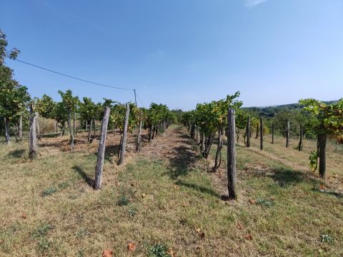 Eladó Telek 8137 Mezőkomárom Mezőkomáromban panorámás kilátással szőlős telek eladó.