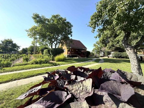 Eladó Ház 6000 Kecskemét , TANYA ELADÓ – Kecskeméten, ERDŐVEL, melléképületekkel! 