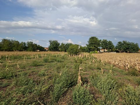 Eladó Telek 8111 Seregélyes , 838 m2-es belterületi telek