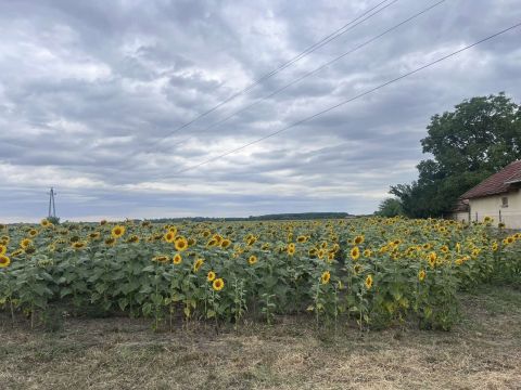 Eladó Telek 2767 Tápiógyörgye 