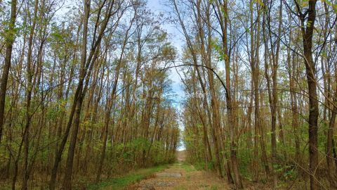 Eladó Telek 6765 Csengele 7,5 Hektár terület eladó
