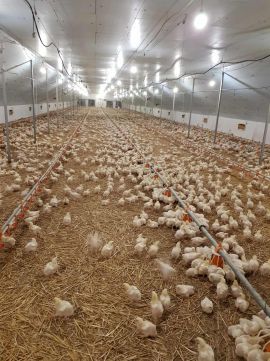 Eladó Mezőgazdasági 8134 Mátyásdomb Nagy lehetőség mezőgazdasági vállalkozásra