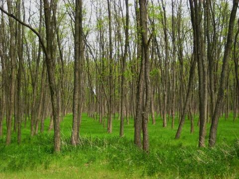 Eladó Telek 6065 Lakitelek , LAKITLEK ERDŐ ÉS SZÁNTÓ
