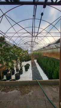 Eladó Telek 6100 Kiskunfélegyháza , Kiskunfélegyházi kertészeti telephely