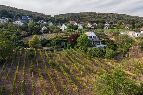 Ház · Csopak Panoráma az Öreghegy lábánál